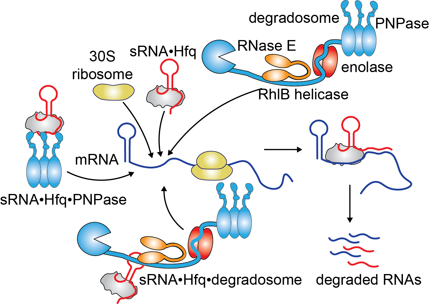 Assembly of sRNA, Hfq and the degradosome on mRNA, leading to RNA degradation