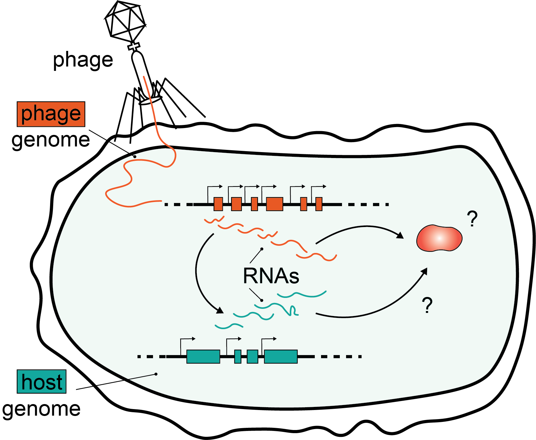 Phage and host genomes inside an infected cell, and the RNAs each produces