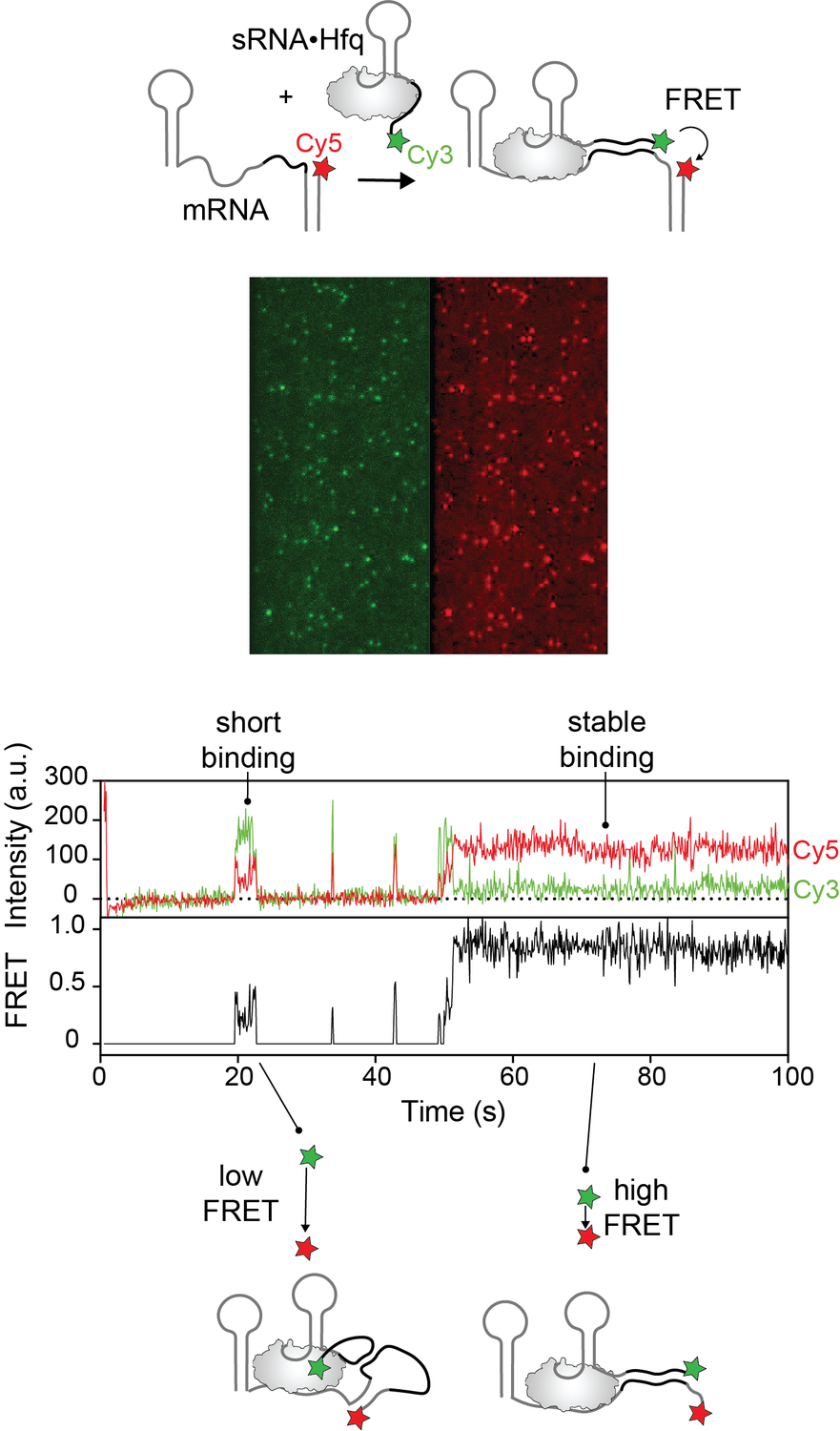 Single-molecule FRET: sRNA·Hfq binding to mRNA, imaged in real time