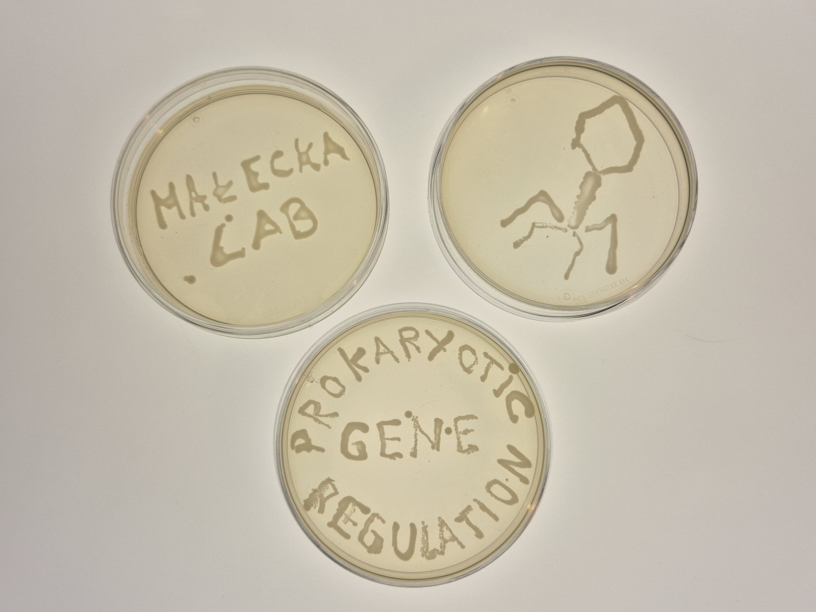 Three agar plates with bacterial drawings spelling Małecka Lab, a bacteriophage and prokaryotic gene regulation
